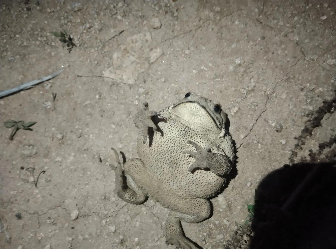 2025年蟾蜍收购价多少钱一斤？-图3