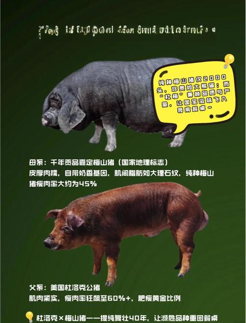 猪有哪些常见品种?附图片与介绍。-图2 猪有哪些常见品种?附图片与介绍。-图2