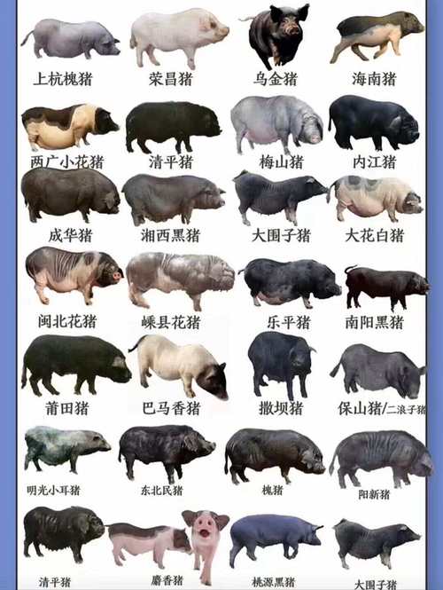 猪有哪些常见品种?附图片与介绍。-图1 猪有哪些常见品种?附图片与介绍。-图1