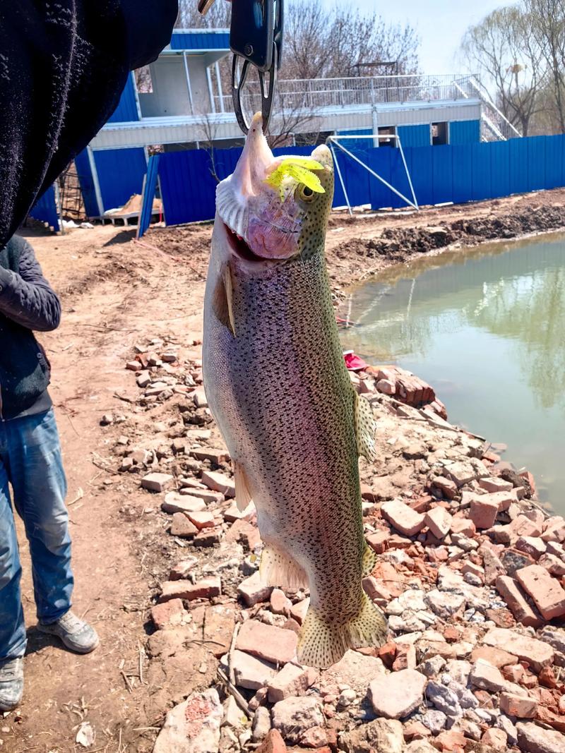 流水增氧如何高效虹鳟养殖?-图2 流水增氧如何高效虹鳟养殖?-图2