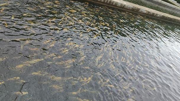 流水增氧如何高效虹鳟养殖？-图3