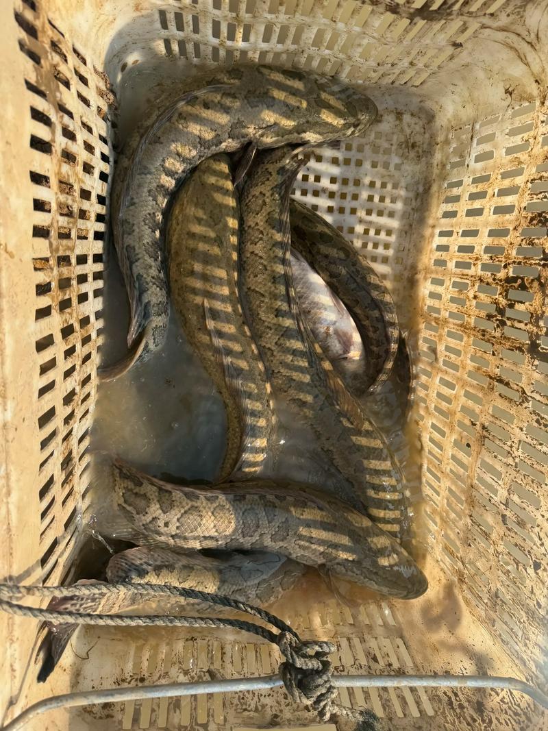 野生黑鱼生态养殖技术如何掌握?-图2 野生黑鱼生态养殖技术如何掌握?-图2