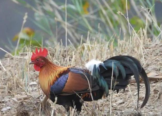 野鸡饲养管理关键技术有哪些?-图2 野鸡饲养管理关键技术有哪些?-图2