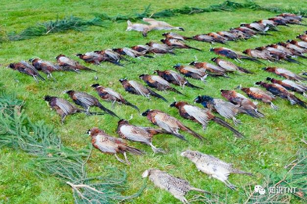 野鸡饲养管理关键技术有哪些?-图3 野鸡饲养管理关键技术有哪些?-图3