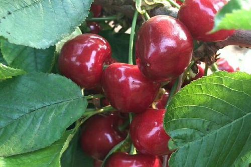 荆门沙王樱桃苗品种多，有哪些特色品种？-图2