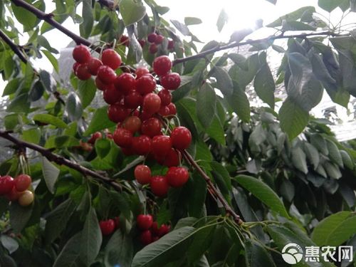 荆门沙王樱桃苗品种多，有哪些特色品种？-图3