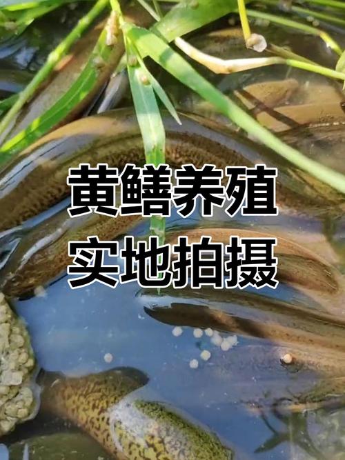 黄鳝鱼池塘养殖技术有哪些关键要点?-图2 黄鳝鱼池塘养殖技术有哪些关键要点?-图2