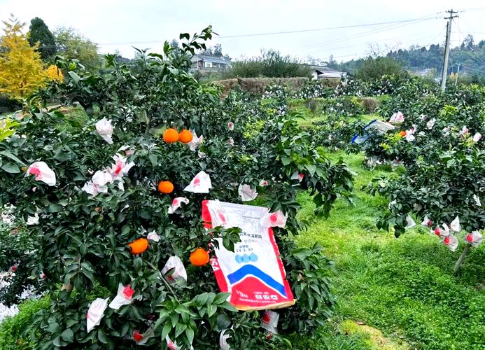 柑桔种植技术有哪些关键要点?-图1 柑桔种植技术有哪些关键要点?-图1
