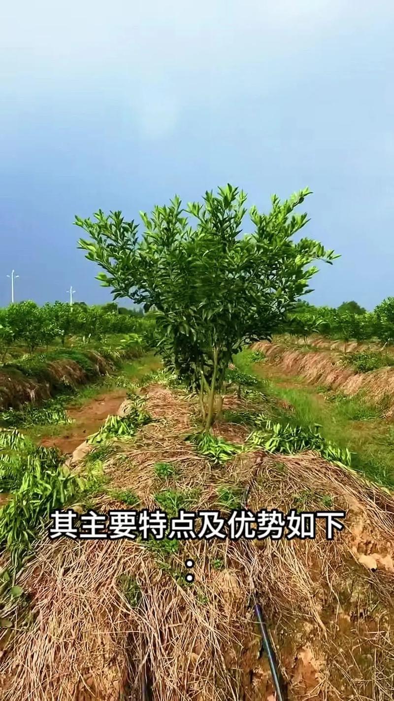 柑桔种植技术有哪些关键要点？-图3