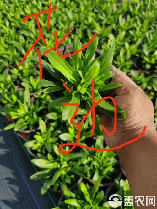 常夏石竹移栽定植有何关键技术?-图3 常夏石竹移栽定植有何关键技术?-图3