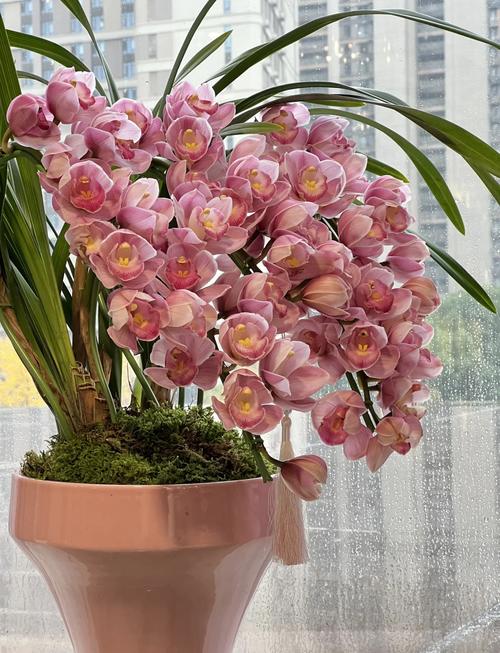 哪些兰花蕙兰品种更值得种植？-图2