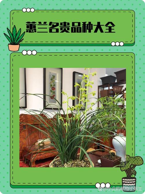 哪些兰花蕙兰品种更值得种植?-图1 哪些兰花蕙兰品种更值得种植?-图1