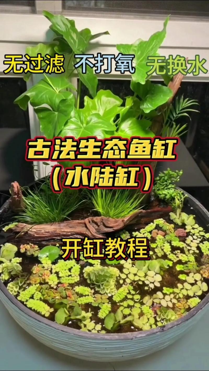 水的盆景怎么养殖技术-图2 水的盆景怎么养殖技术-图2