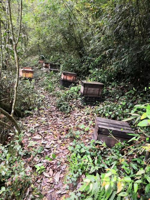 大土蜂养殖技术视频,如何掌握核心要点?-图2 大土蜂养殖技术视频,如何掌握核心要点?-图2