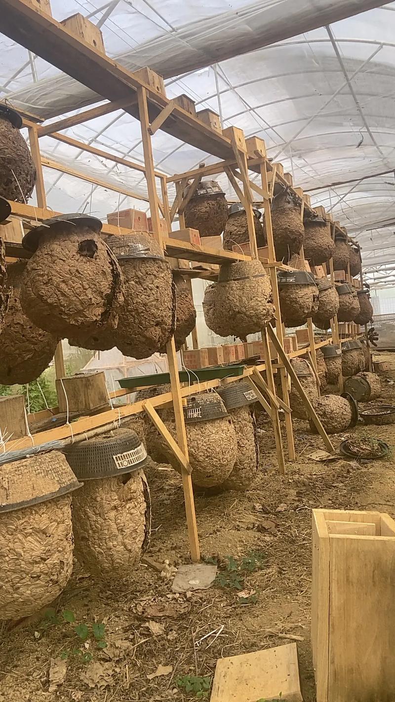 大土蜂养殖技术视频,如何掌握核心要点?-图1 大土蜂养殖技术视频,如何掌握核心要点?-图1