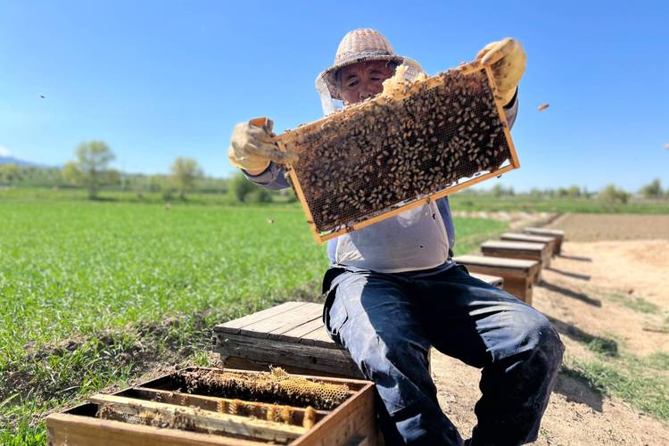 大土蜂养殖技术视频，如何掌握核心要点？-图3