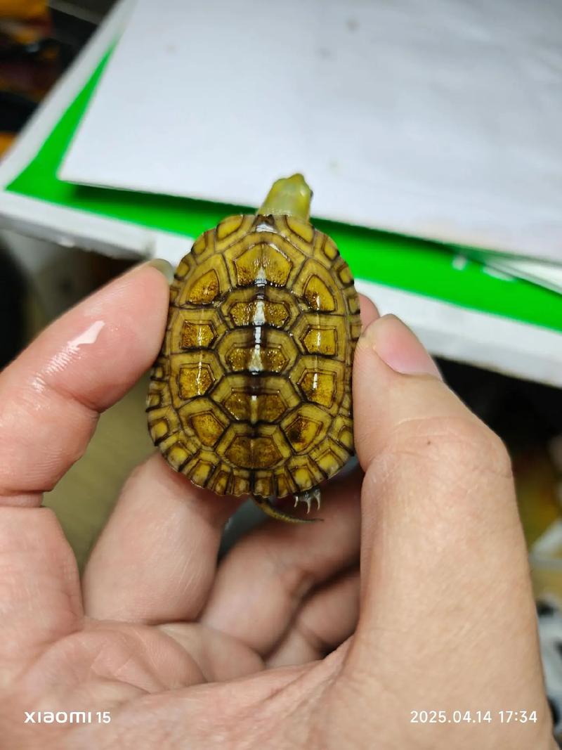 黄喉拟水龟2025价格会涨还是跌？-图2