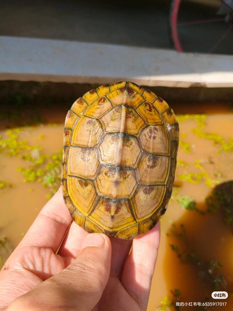 黄喉拟水龟2025价格会涨还是跌？-图1
