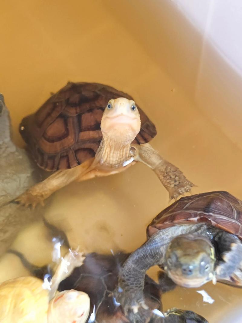 黄喉拟水龟2025价格会涨还是跌？-图3