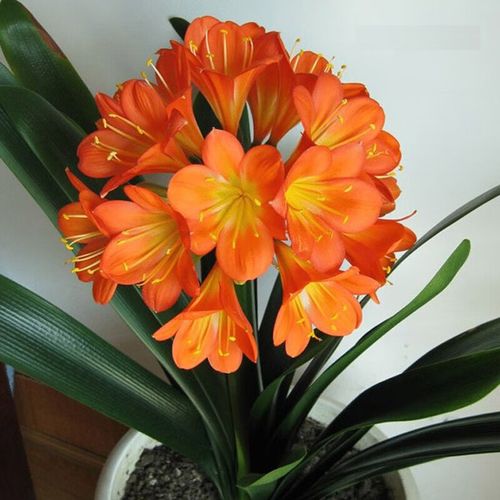 红色君子兰品种及图片-图2 红色君子兰品种及图片-图2