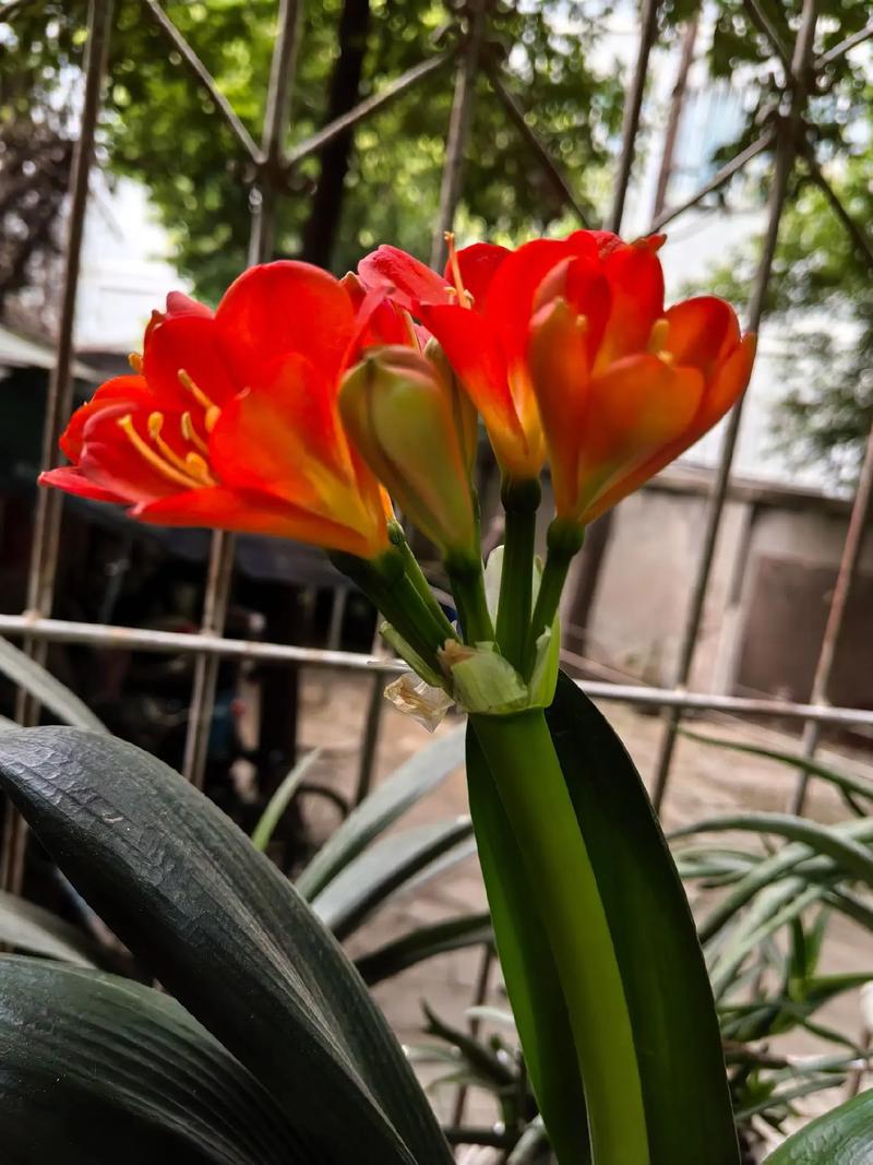 红色君子兰品种及图片-图3 红色君子兰品种及图片-图3