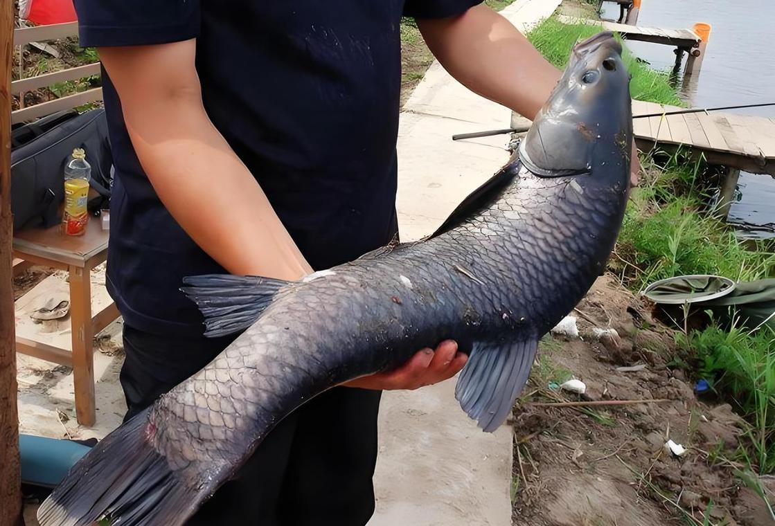 青鱼养殖技术视频教程如何学透关键要点?-图3 青鱼养殖技术视频教程如何学透关键要点?-图3