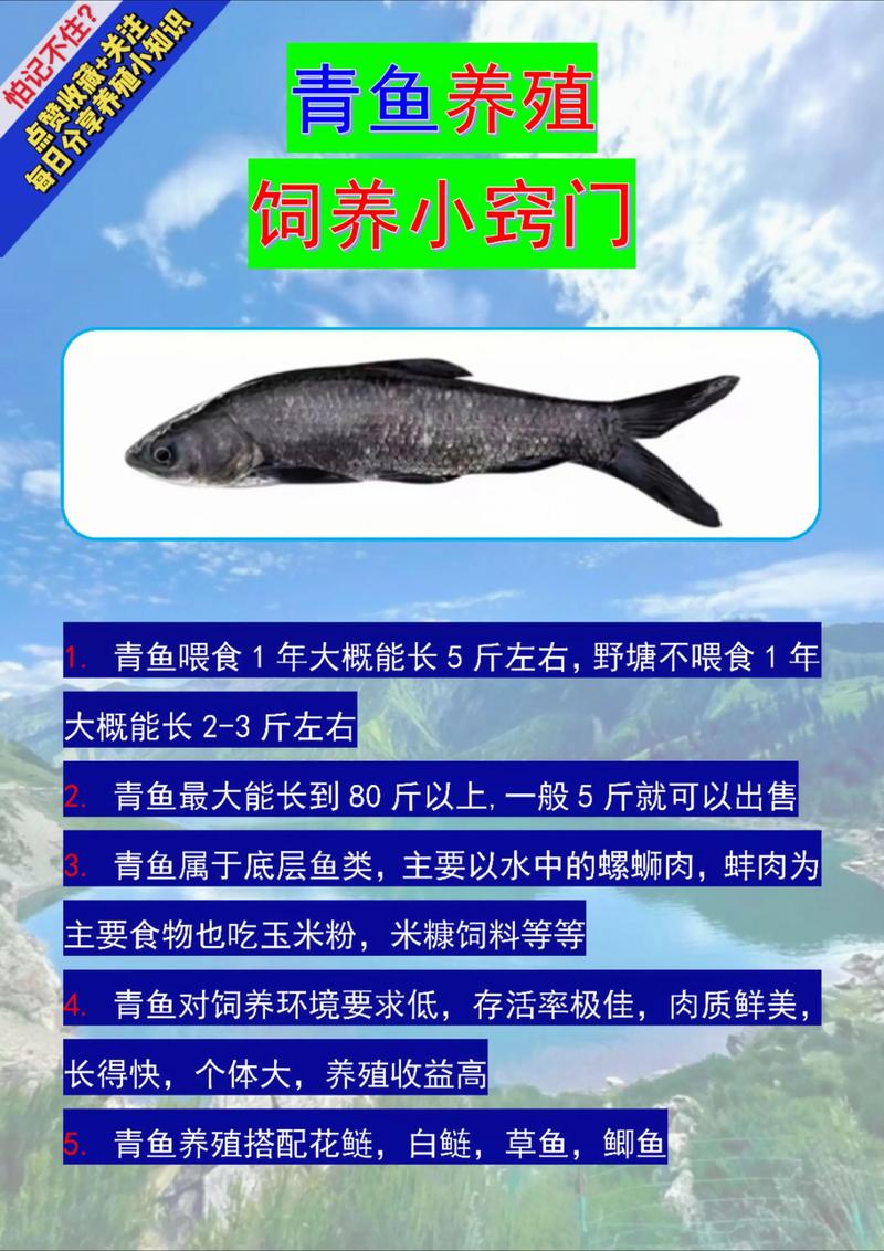 青鱼养殖技术视频教程如何学透关键要点?-图1 青鱼养殖技术视频教程如何学透关键要点?-图1