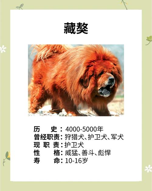 李晨养的狗是什么品种？-图1