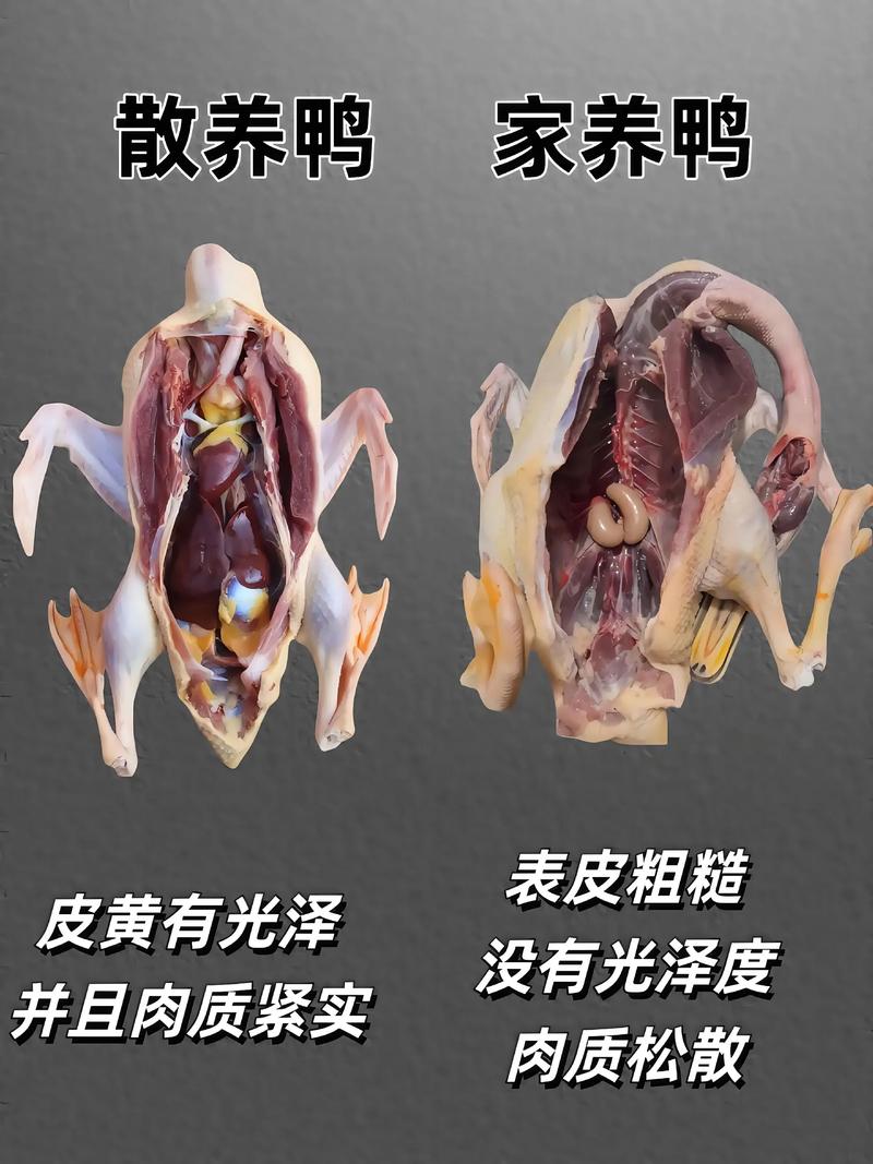 如何快速分辨家养鸡的品种？-图2