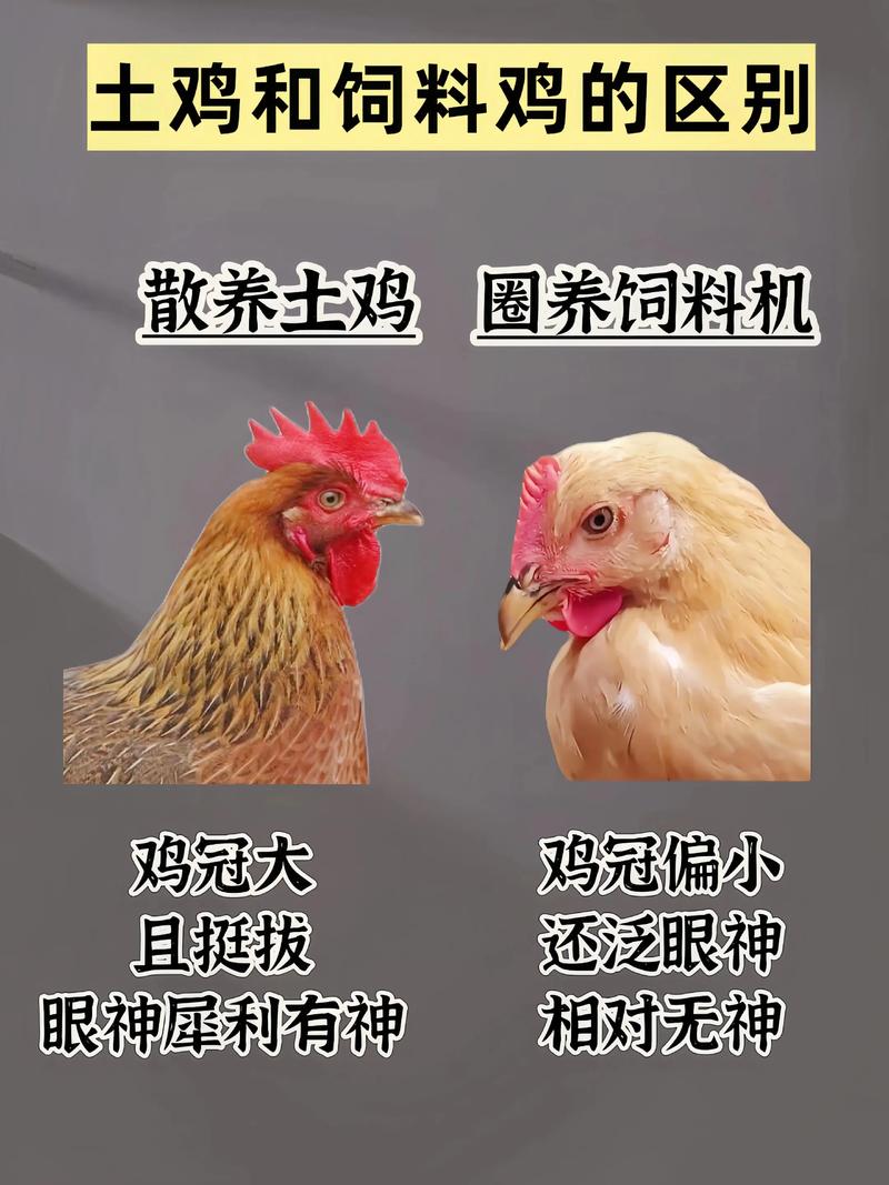 如何快速分辨家养鸡的品种？-图3