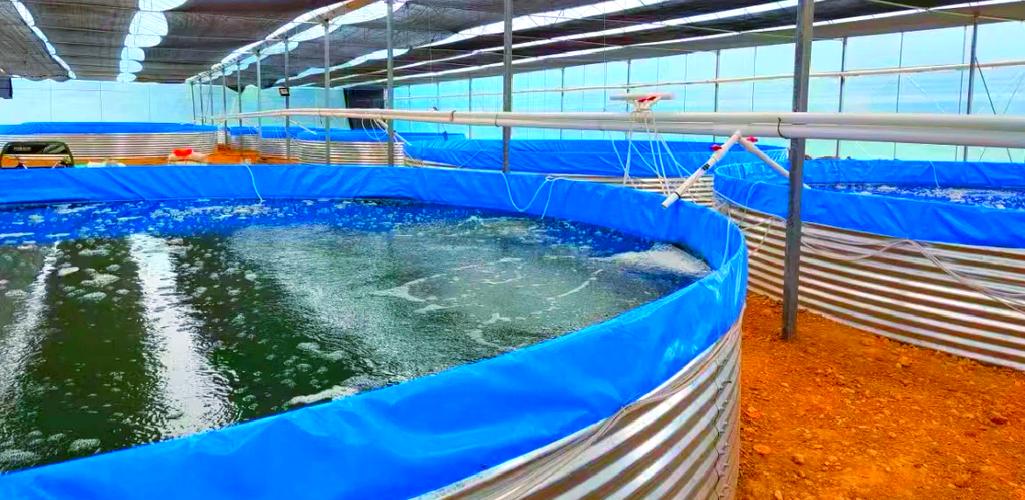 黑鱼草鱼混养，如何平衡生长与效益？-图2