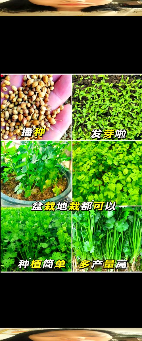 拱棚夏季香菜咋种才能不抽薹？-图3