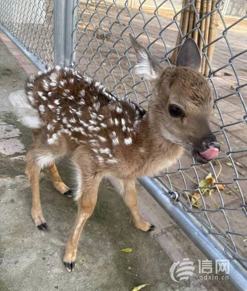 2025年梅花鹿幼仔价格会涨跌吗？-图2