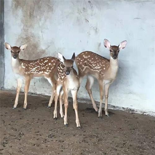 2025年梅花鹿幼仔价格会涨跌吗?-图1 2025年梅花鹿幼仔价格会涨跌吗?-图1