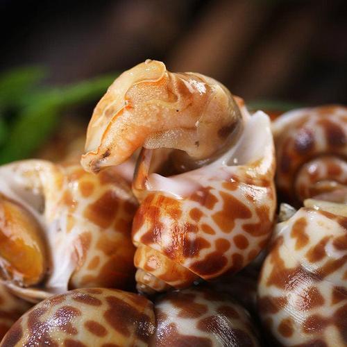 香螺养殖盐度多少最适宜?-图3 香螺养殖盐度多少最适宜?-图3