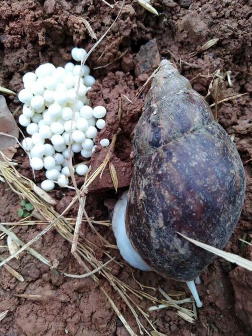 香螺养殖盐度多少最适宜?-图1 香螺养殖盐度多少最适宜?-图1