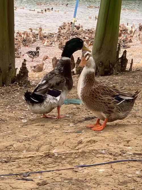 家养鸭子选什么品种合适?-图2 家养鸭子选什么品种合适?-图2