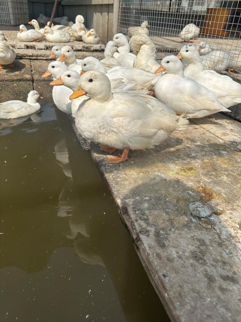 家养鸭子选什么品种合适?-图3 家养鸭子选什么品种合适?-图3