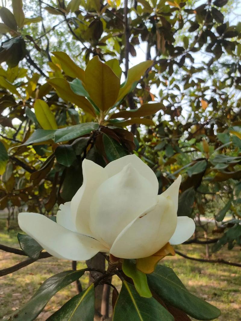 橡皮树开花?品种有何特殊?-图1 橡皮树开花?品种有何特殊?-图1