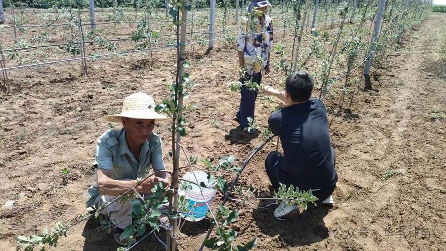 苹果最新栽培技术视频有何创新点?-图1 苹果最新栽培技术视频有何创新点?-图1
