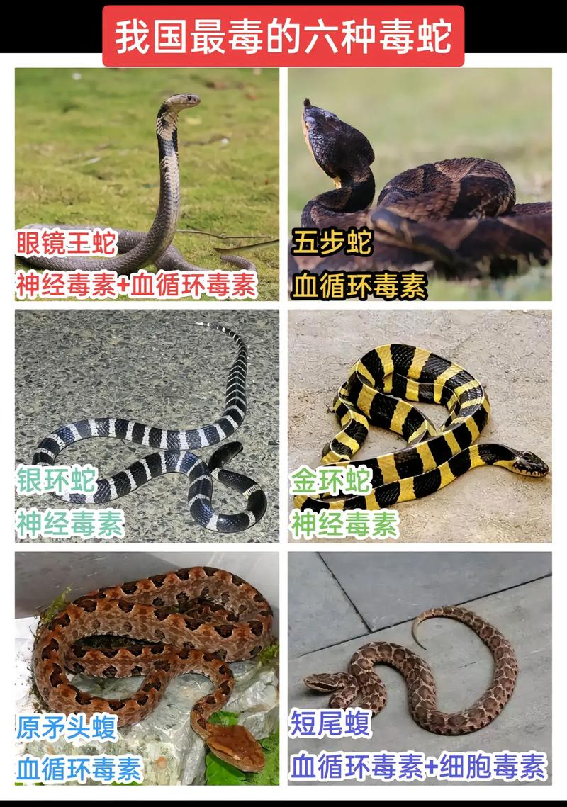 2025年野生五步蛇价格会涨跌吗?-图1 2025年野生五步蛇价格会涨跌吗?-图1