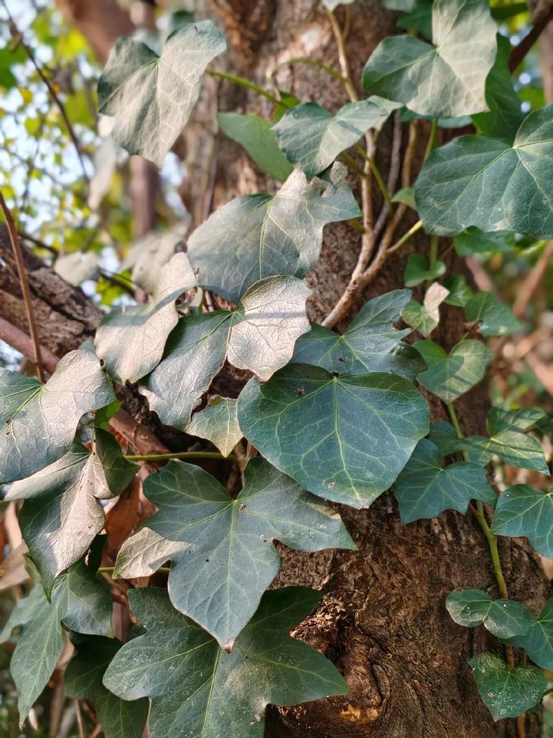 哪种长春品种价值最高？-图1