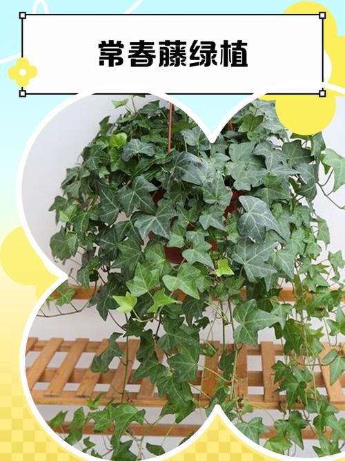 哪种长春品种价值最高？-图3