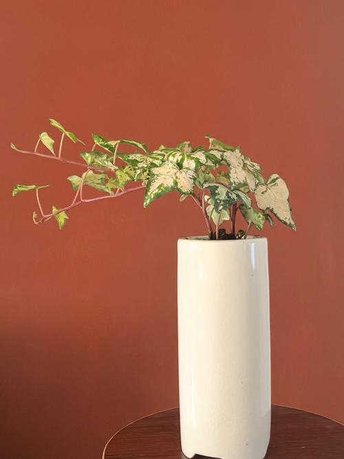 哪种长春品种价值最高？-图2