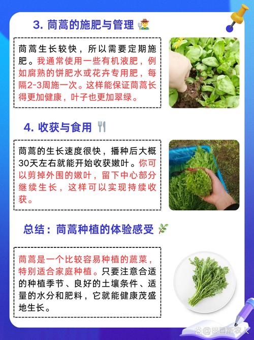 大棚茼蒿水肥技术如何高效管理?-图1 大棚茼蒿水肥技术如何高效管理?-图1