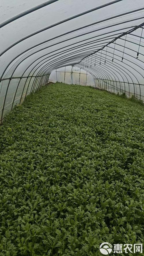大棚茼蒿水肥技术如何高效管理?-图2 大棚茼蒿水肥技术如何高效管理?-图2