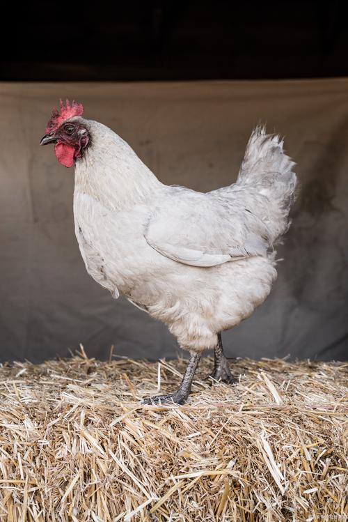 最耐寒鸡品种是哪个?-图1 最耐寒鸡品种是哪个?-图1
