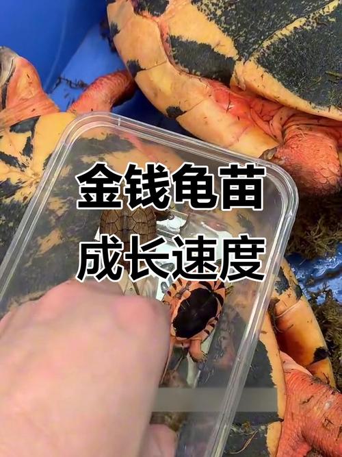 2025年金钱龟苗价格会涨还是跌？-图3