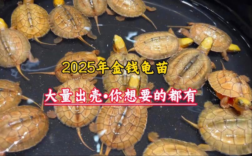 2025年金钱龟苗价格会涨还是跌?-图1 2025年金钱龟苗价格会涨还是跌?-图1