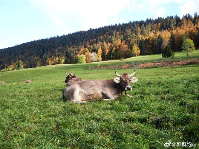 乳肉兼用牛品种有哪些？-图1